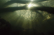 Underwater view of mangrove roots and trees, nursery grounds for many fish, Magdalena Bay, Baja California, Mexico