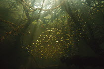 Underwater view of mangrove roots and trees, nursery grounds for many fish, Magdalena Bay, Baja California, Mexico