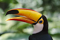 Toco Toucan (Ramphastos toco) bill is actually light and spongy, Brazil