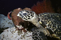 Hawksbill Sea Turtle (Eretmochelys imbricata) feeding on a Sponge, Sipadan Island, Borneo