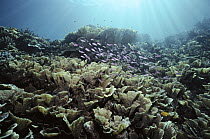 Amethyst Anthias (Pseudanthias pascalus) juvenile and female, and Lettuce Corals (Agariciidae) near Sangalakki Island, Borneo