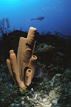 Sponge (Agelas sp) with scuba diver swimming above, Belize