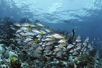 Ceasar Grunt (Haemulon carbonarium) school, and Snappers (Lutjanus sp) and scuba diver, Belize