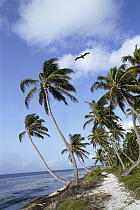 Coconut Palm (Cocos nucifera) trees with Pelican flying overhead, Ambergris Caye, Belize