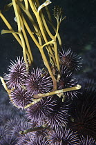Purple Sea Urchin (Strongylocentrotus purpuratus) group feeding on Kelp (Macrocystis pyrifera) plants at base, killing entire 100 foot plant, San Diego, California
