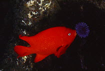 Garibaldi (Hypsypops rubicundus) males defend algal nest by removing grazing Purple Sea Urchin (Strongylocentrotus purpuratus), southern California
