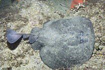 Electric Ray (Torpedo californica) generates 120 volts of electricity and captures prey with a jolt, California