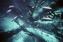 Blue Rockfish (Sebastes mystinus) schools under kelp forest canopy, Monterey, California