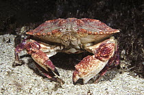Graceful Rock Crab (Cancer gracilis) adult among sand flats, southern California