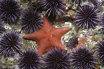 Bat Star (Asterina miniata) surrounded by Purple Sea Urchins (Strongylocentrotus purpuratus) in Urchin Barrens, San Diego, California