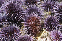 Purple Sea Urchin (Strongylocentrotus purpuratus) group feeds on algae, southern California