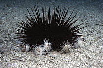 White Sea Urchin (Lytechinus anamesus) group attack and feed on a larger Red Sea Urchin (Strongylocentrotus franciscanus), southern California