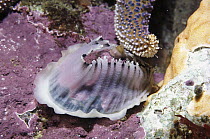 Limpet (Diodora aspera) escapes sucking arms of Starfish (Pisaster giganteus) by exuding slippery mantle, Monterey, California, sequence 2 of 3