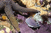 Limpet (Diodora aspera) escapes sucking arms of Starfish (Pisaster giganteus) by exuding slippery mantle, Monterey, California, sequence 3 of 3