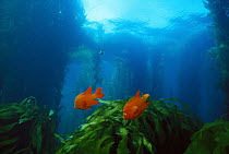 Garibaldi (Hypsypops rubicundus) pair in Kelp forest, males defend nests and farm rocks for algae, southern California