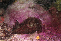 California Sea Hare (Aplysia californica) ejects purple ink when disturbed, Monterey, California