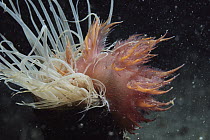 Giant Nudibranch (Dendronotus iris) attacking Tube-dwelling Anemone (Pachycerianthus fimbriatus) eating tentacles, Monterey, California, sequence 2 of 3