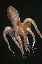 California Bigeye Octopus (Octopus californicus) swimming, southern California