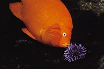 Garibaldi (Hypsypops rubicundus) male removes algae grazing Purple Sea Urchin (Strongylocentrotus purpuratus) from algal nest, southern California