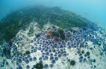 Purple Sea Urchin (Strongylocentrotus purpuratus) barrens, population explosion destroys once lush Kelp forest, southern California