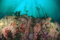 Kelp forest with colorful invertebrates, Pink Hydrocorals and Strawberry Anemones, Point Lobos State Park, California