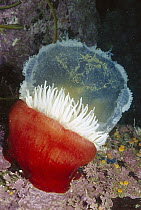 Sea Anemone (Tealia lofotensis) attacks and feeds on an Egg-yoke Jelly or Medusa, Monterey, California