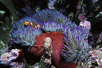 Blackfinned Clownfish (Amphiprion percula) pair, safe among stinging tentacles host Magnificent Anemone (Heteractis magnifica), Solomon Islands