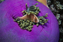 Pink Anemonefish (Amphiprion perideraion) protected by stinging tentacles of host Magnificent Anemone, Solomon Islands