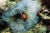 Black Anemonefish (Amphiprion melanopus) protected by stinging tentacles of host Bulb Tentacle Sea Anemone (Entacmaea quadricolor), Solomon Islands