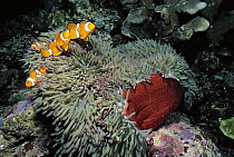 Blackfinned Clownfish (Amphiprion percula) family protected by stinging tentacles of host Magnificent Anemone, Solomon Islands