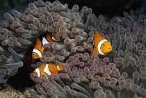 Anemonefish (Amphiprion sp) trio protected by stinging tentacles of host Anemone, Solomon Islands