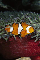 Anemonefish (Amphiprion sp) protected by stinging tentacles of Magnificent Sea Anemone host, Solomon Islands
