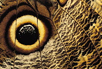 Forest Giant-Owl (Caligo eurilochus) butterfly close-up of false eye spot on wing, Costa Rica