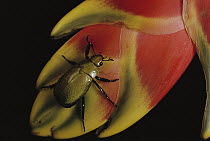 Heliconia (Heliconia sp) blossom with beetle, Costa Rica