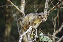 Kinkajou (Potos flavus) a nocturnal mammal in Costa Rican rainforest