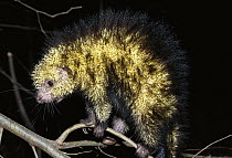 Paraguay Hairy Dwarf Porcupine (Sphiggurus spinosus) arboreal unlike old world porcupines, tropical rainforest habitat, Costa Rica