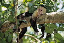 White-faced Capuchin (Cebus capucinus) monkey resting in rainforest, Costa Rica