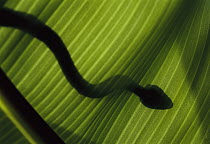 March's Palm Pitviper (Bothriechis marchi) silhouette of venomous snake through leaf, tropical rainforest, Costa Rica