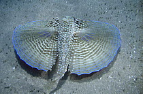 Flying Gurnard (Dactylopterus volitans) unfolds large wings to confuse and threaten predators, Saba Island, Netherlands Antilles, Caribbean