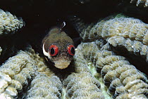 Spotjaw Blenny (Acanthemblemaria rivasi) in Brain Coral, large red eyes scare off predators, Caribbean