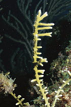 Fire Coral (Millepora alcicornis) stings fiercely, takes many shapes- note stinging bristles, Caribbean