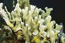 Fire Coral (Millepora alcicornis) stings fiercely, takes many shapes- note stinging bristles, Caribbean