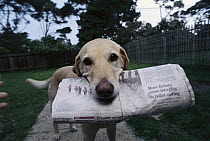 Domestic Dog (Canis familiaris) Yellow Labrador Retriever mix named Ange, fetching newspaper, California