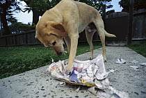 Yellow Labrador Retriever (Canis familiaris) mix, shredding newspaper, mellow dogs, good travelers and swimmers
