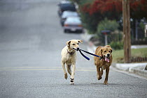 Sam and Ange walking each other, Golden and Yellow Labrador Retriever (Canis familiaris) mix, Carmel, California