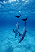 Atlantic Spotted Dolphin (Stenella frontalis) pair underwater, Little Bahama Bank, Caribbean