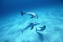 Atlantic Spotted Dolphin (Stenella frontalis) trio playing or asserting dominance, Little Bahama Bank, Caribbean