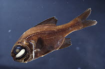 One-fin Flashlight Fish (Photoblepharon palpebratum) light organ under eye used in mating and attracting prey, Grand Comore Island, Indian Ocean