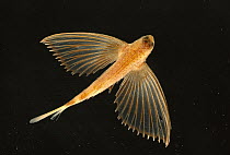 Flying Fish (Exocoetidae) small with one set of wings