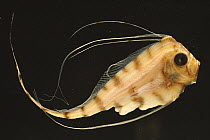 Scalloped Ribbonfish (Zu cristatus) grows to five feet long, Virgin Islands Deep Sea